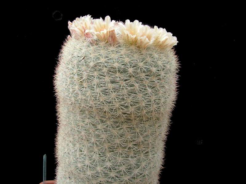 Mammillaria candida 