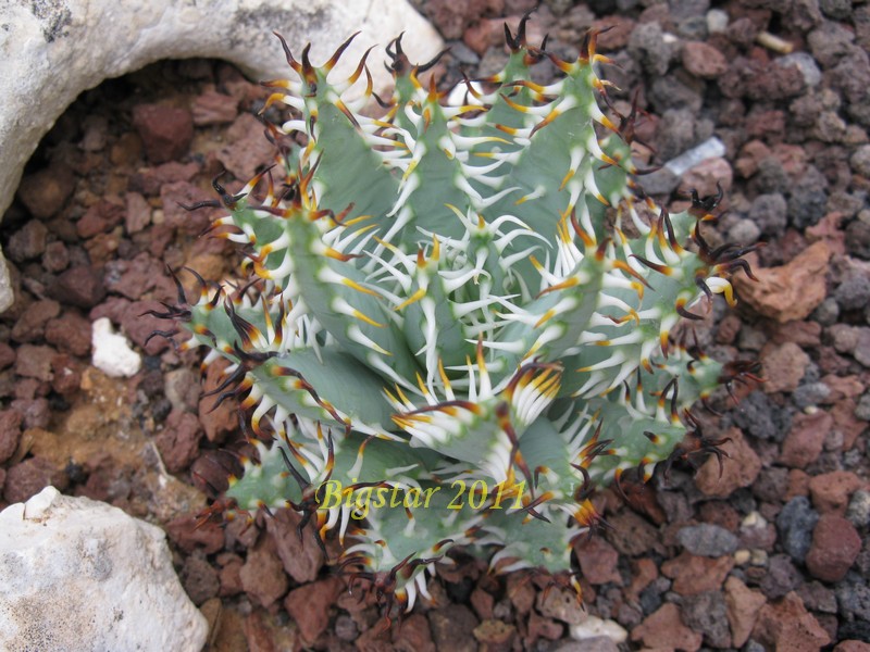 Aloe erinacea 