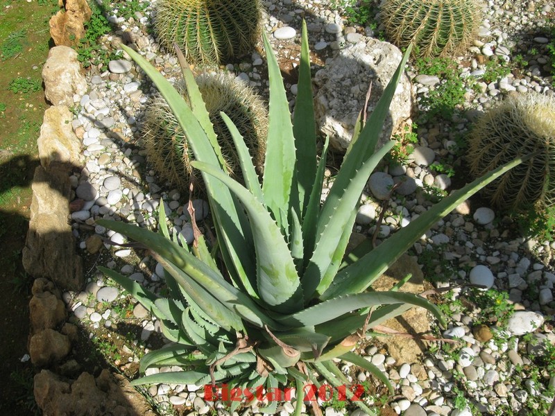 Aloe vera 