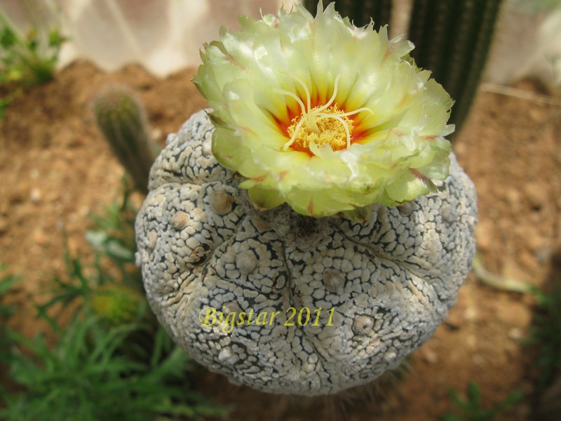 Astrophytum asterias cv. super kabuto kikko 