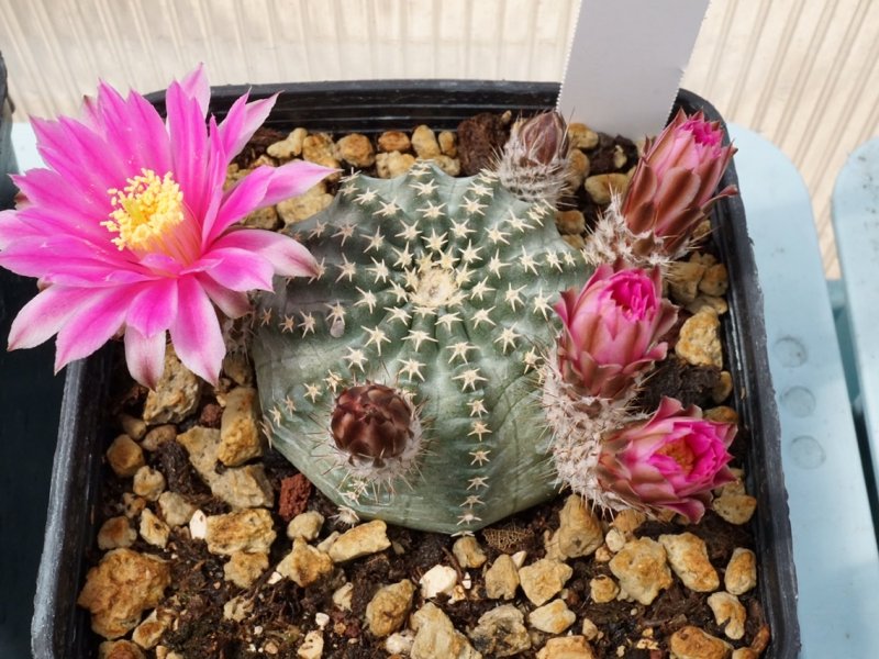 Echinocereus pulchellus 