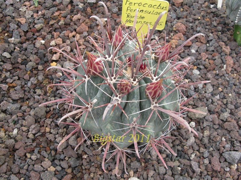 Ferocactus peninsulae 