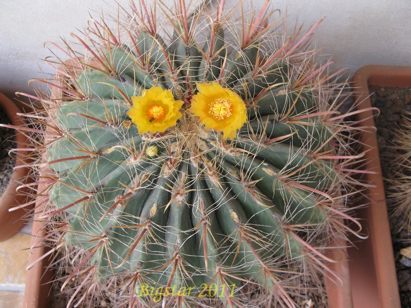 Ferocactus wislizeni 