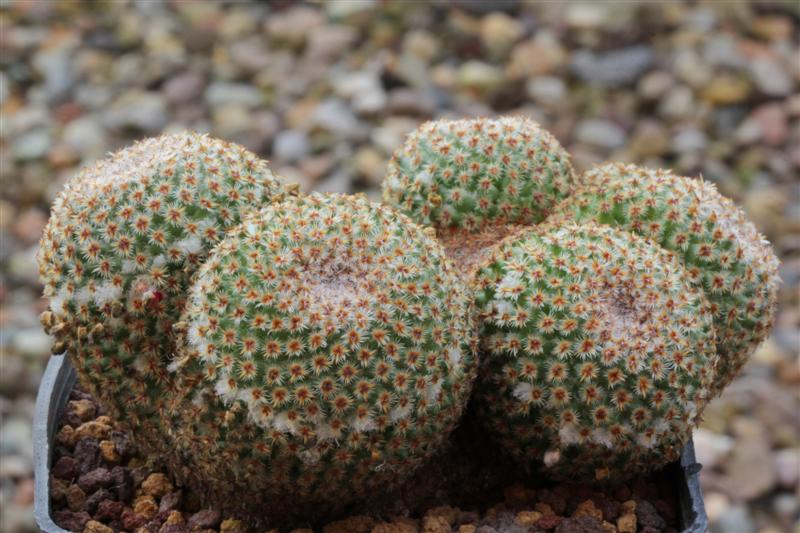 Mammillaria crucigera 