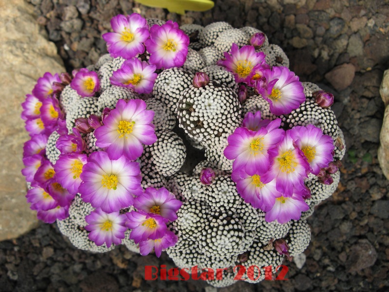 Mammillaria luethyi 