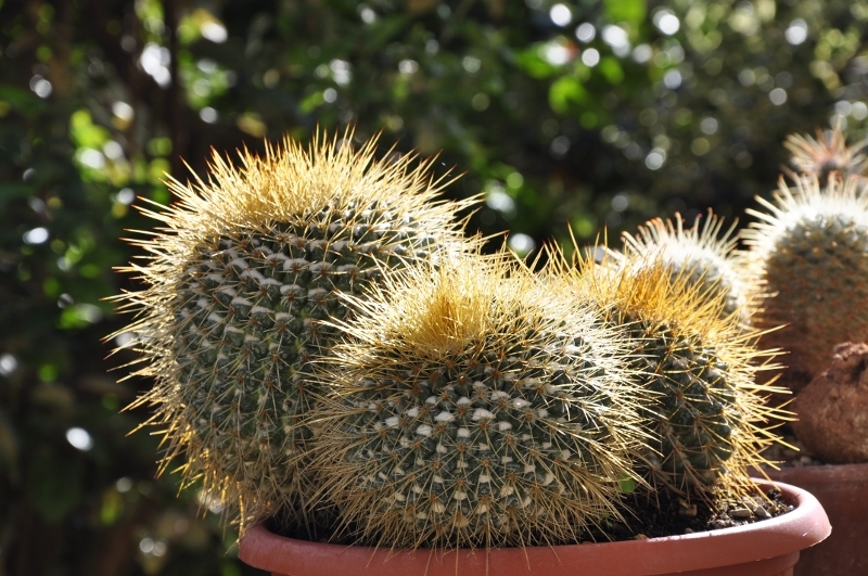 Mammillaria petterssonii 