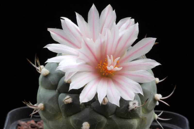 Turbinicarpus hoferi 