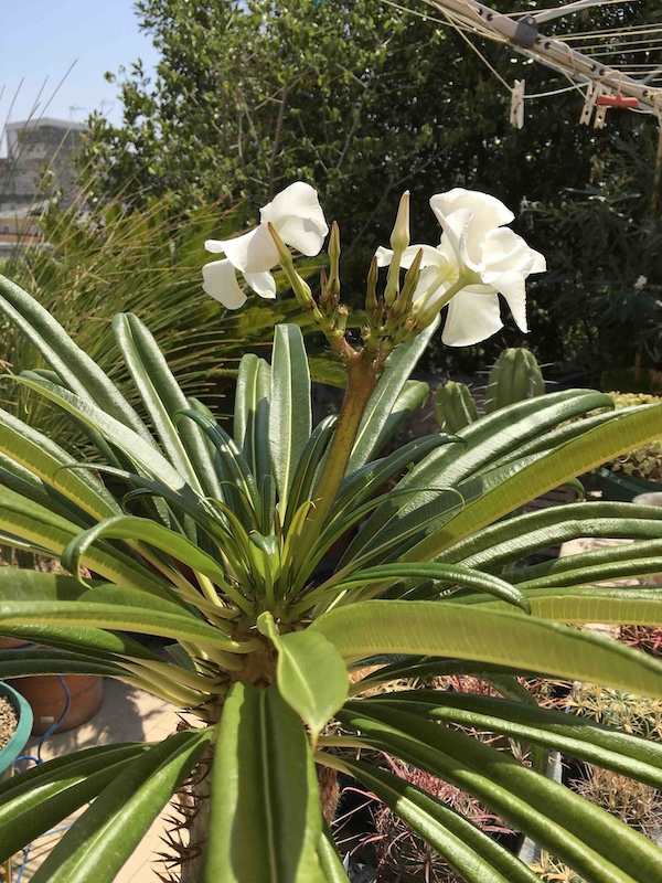 Pachypodium lamerei 