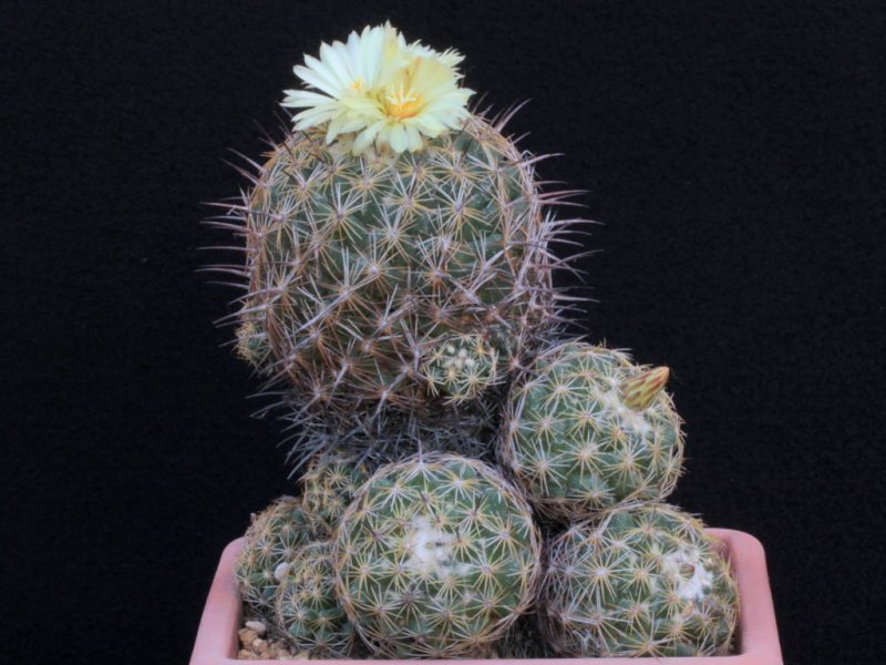 Coryphantha cornifera 