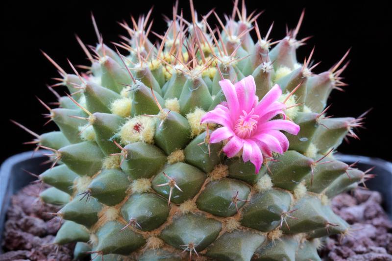 Mammillaria sartorii 