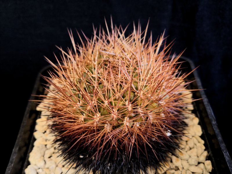 Sulcorebutia purpurea ssp. santiaginiensis US103/5