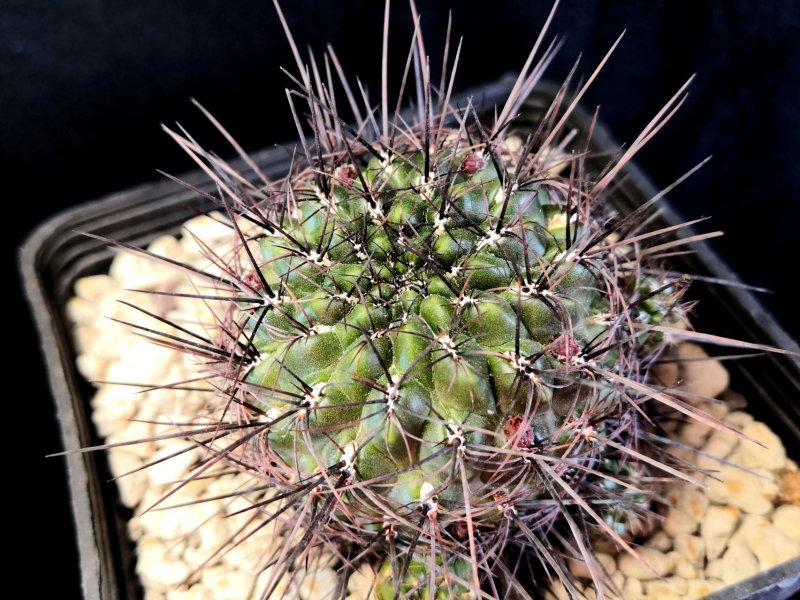 Sulcorebutia steinbachii G123/44