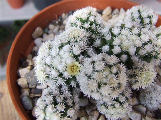 Mammillaria vetula ssp. gracilis cv. arizona snowcap 