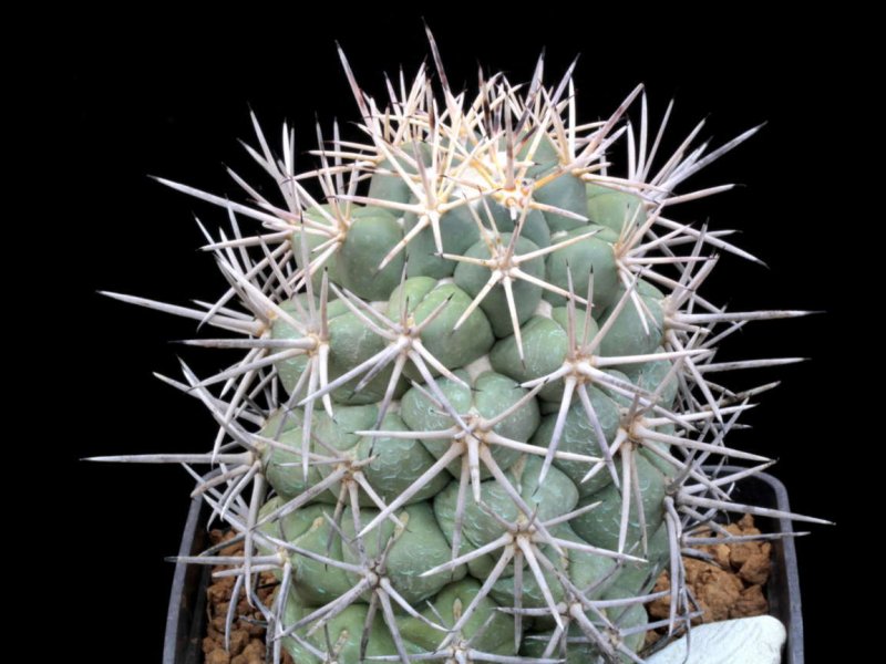 Coryphantha poselgeriana v. valida VM 561