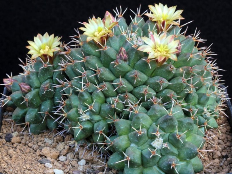 Mammillaria crassimammillis L 1069