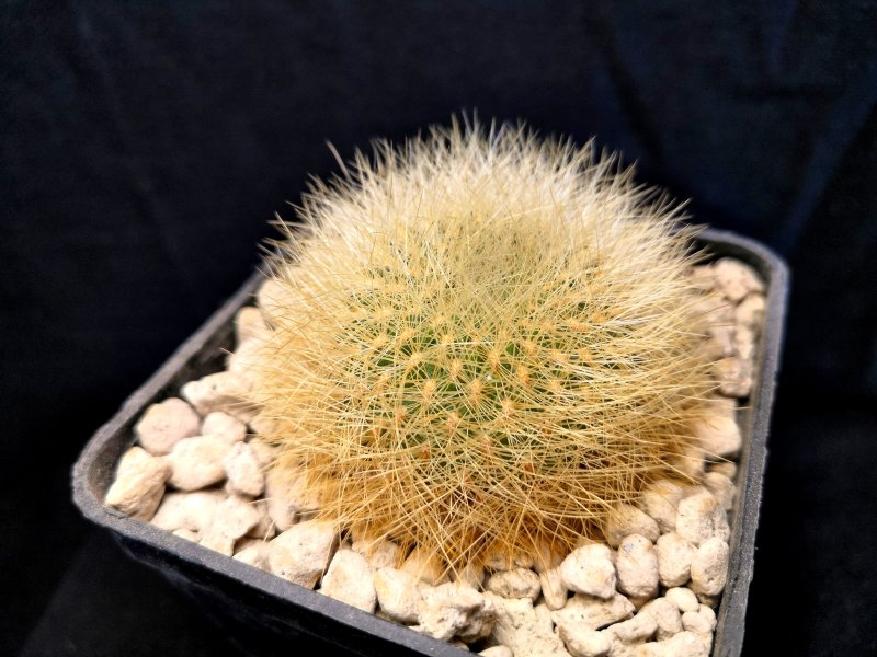 Sulcorebutia mentosa v. swobodae G63/5