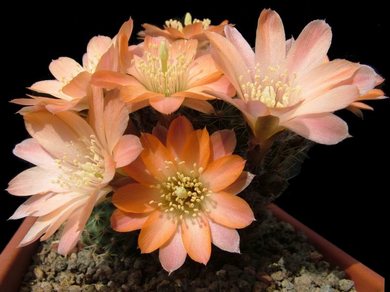 Rebutia haagei v. mudanensis R 689