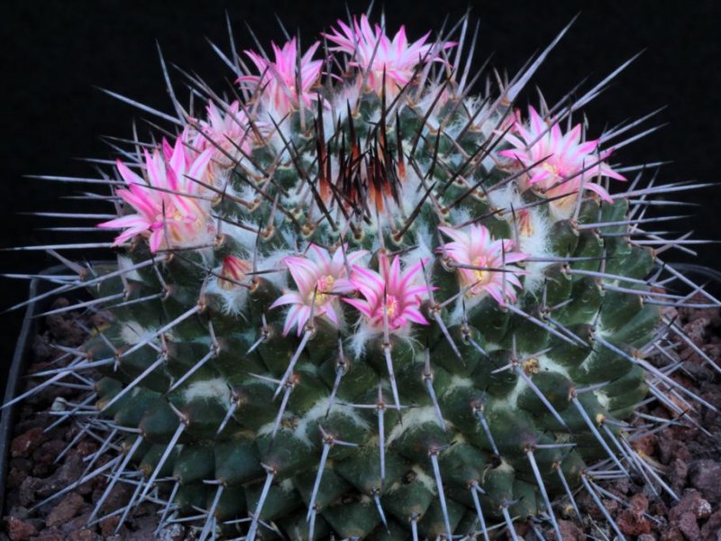 Mammillaria amajacensis 