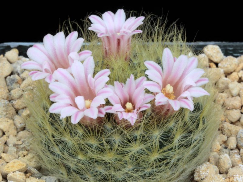 Mammillaria aureilanata 