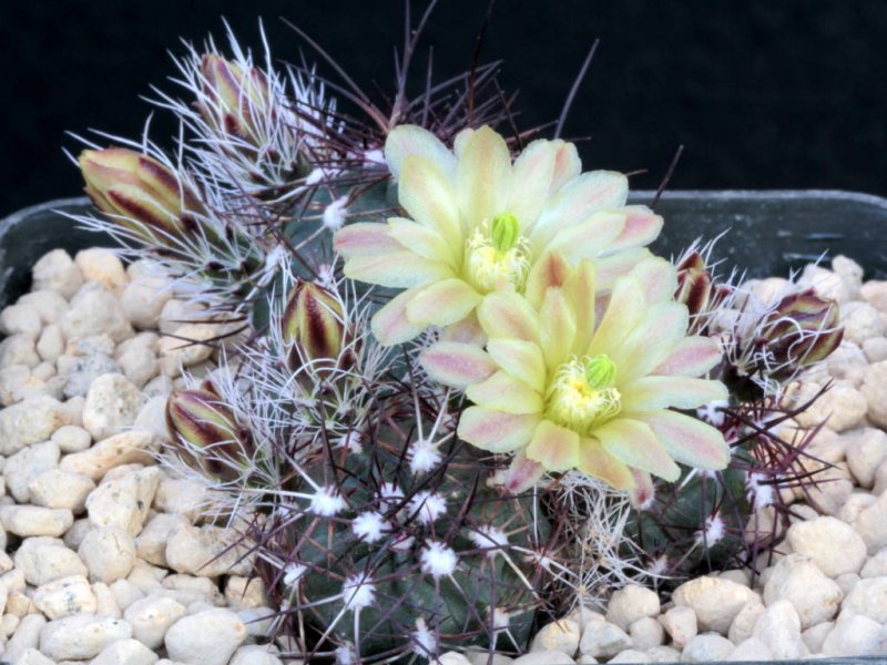 Echinocereus davisii 