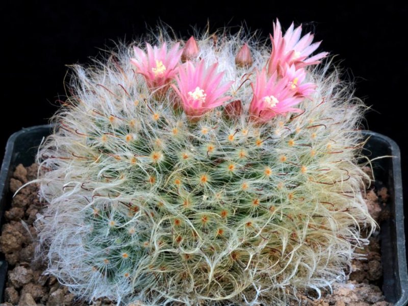 Mammillaria bocasana 