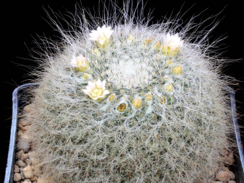 mammillaria hahniana v. albiflora