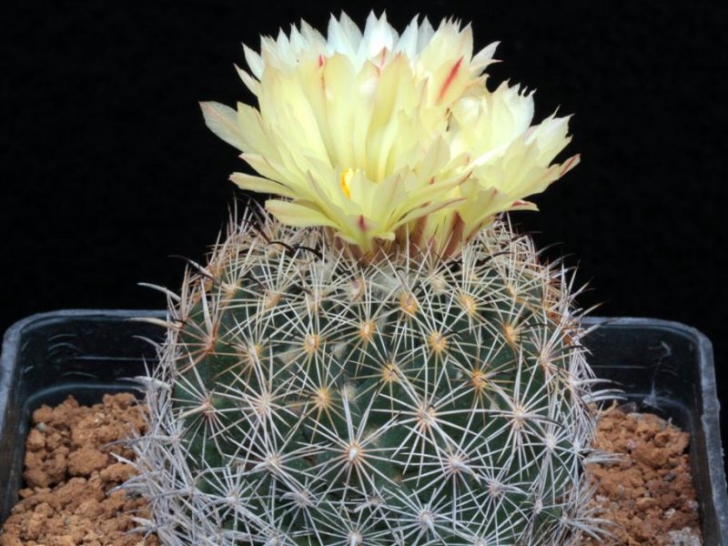 Coryphantha palmeri 