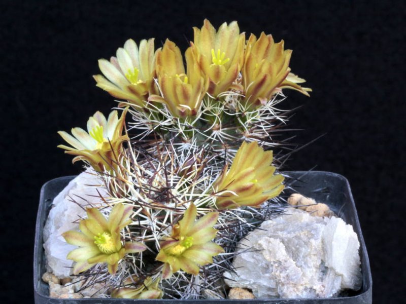 Echinocereus davisii SB 426