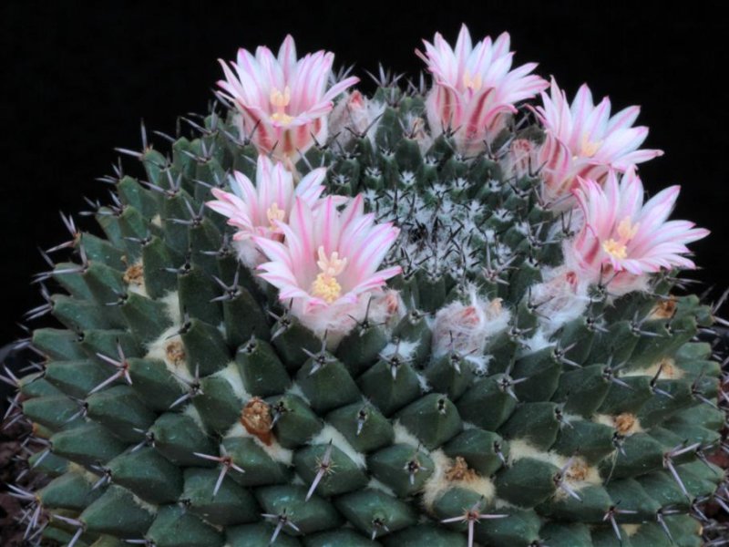 Mammillaria formosa ssp. pseudocrucigera 