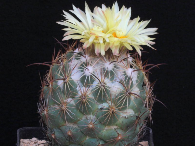 coryphantha cornifera f. malitierrarum