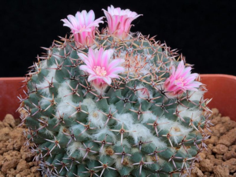 Mammillaria formosa ssp. pseudocrucigera BZ 79