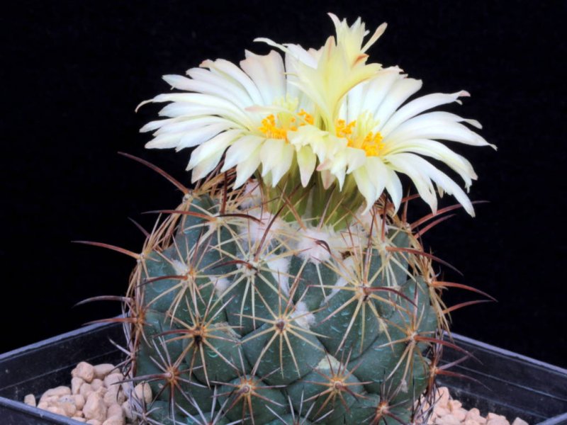 Coryphantha cornifera f. malitierrarum PAN 233