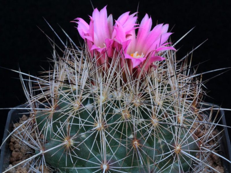 Coryphantha magentae 