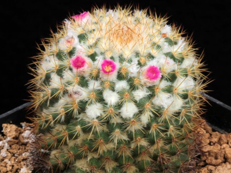 Mammillaria columbiana 