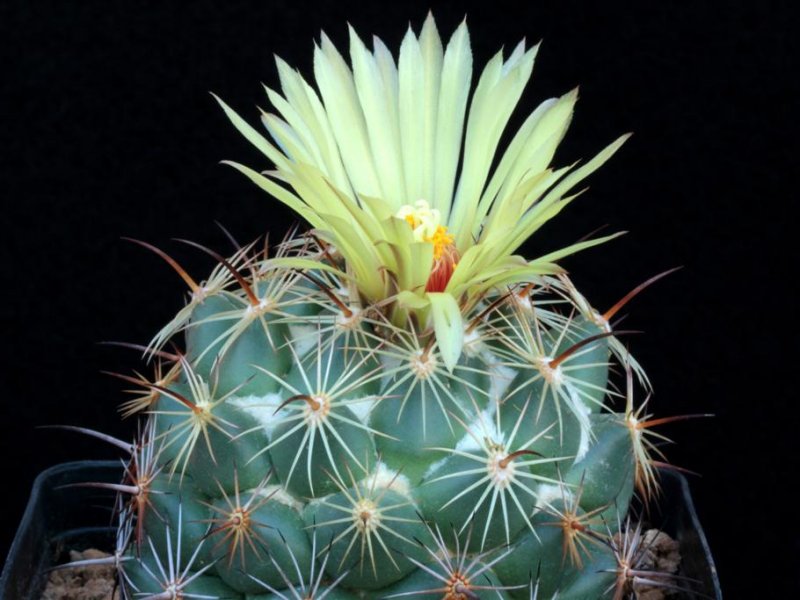 Coryphantha pallida 