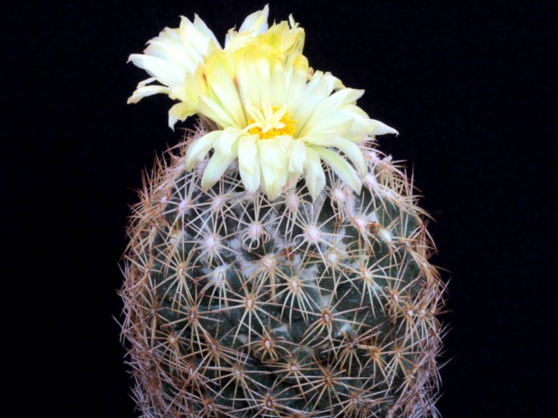 Coryphantha retusa 