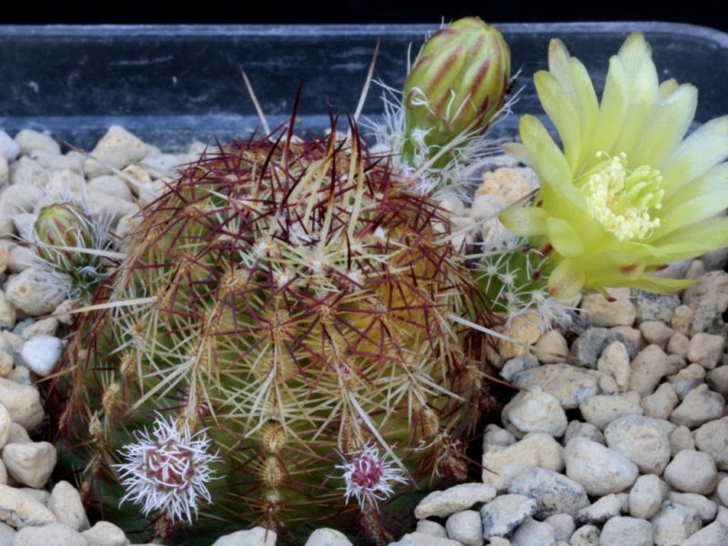 Echinocereus viridiflorus 