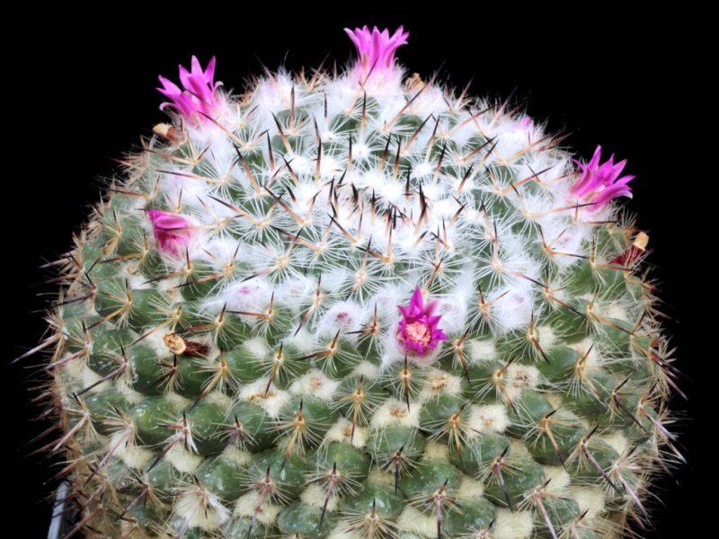 Mammillaria albata v. sanciro MBF 146