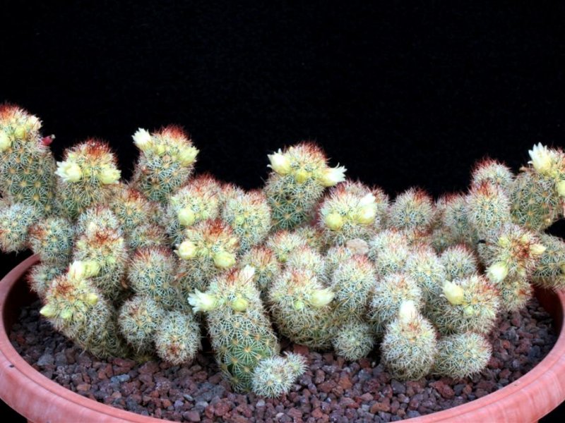 Mammillaria elongata 