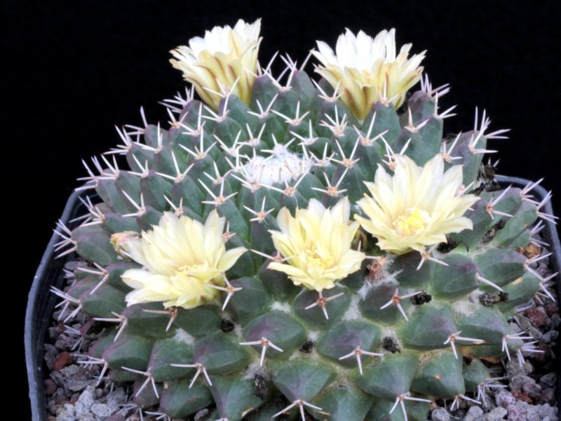 Mammillaria vagaspina Repp 1114