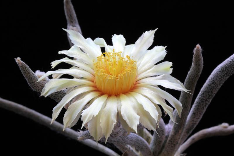 Astrophytum caput-medusae 