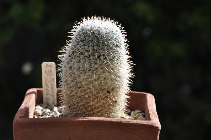 Mammillaria albata ROG 36