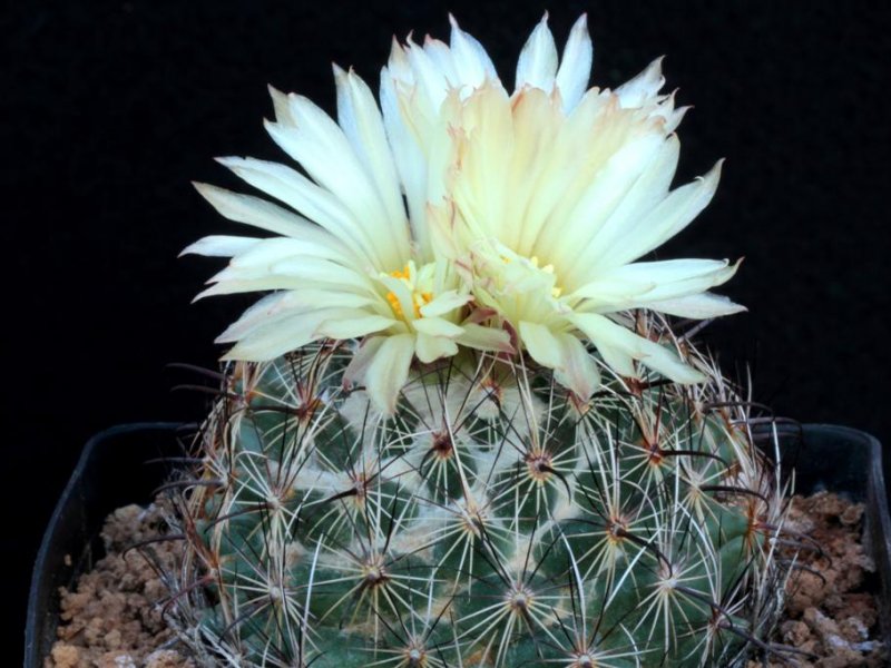 Coryphantha palmeri SB 42