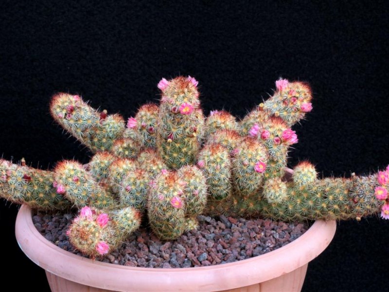 Mammillaria elongata 