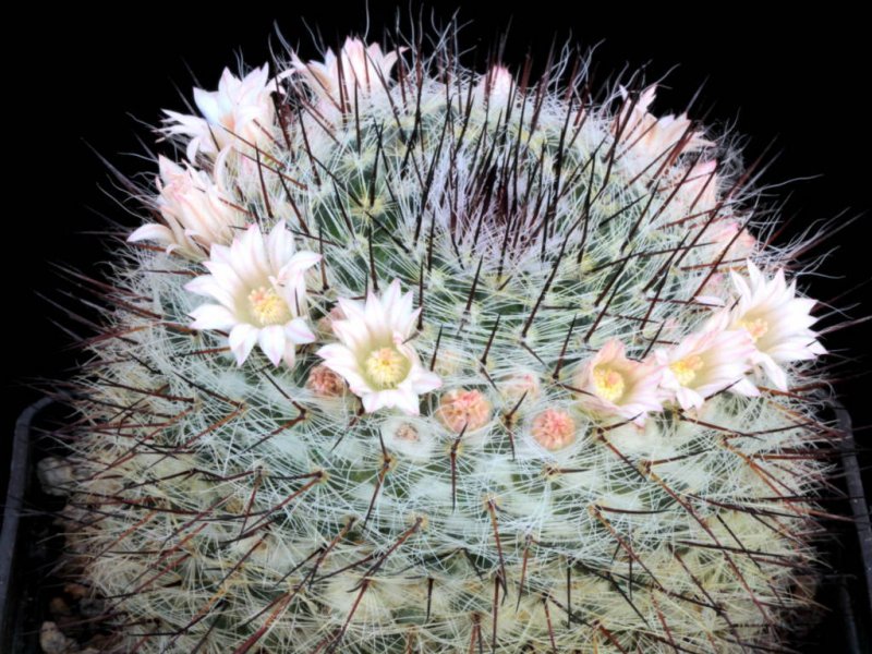 Mammillaria ritteriana 