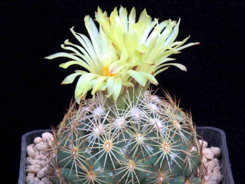 Coryphantha retusa 