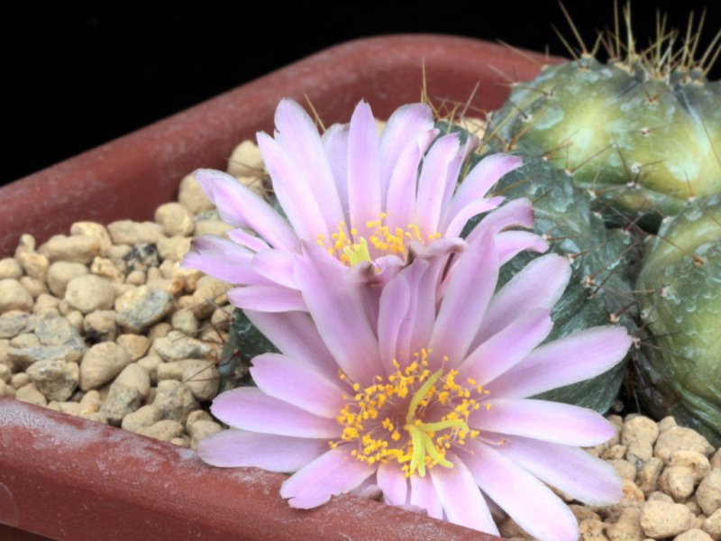 echinocereus knippelianus