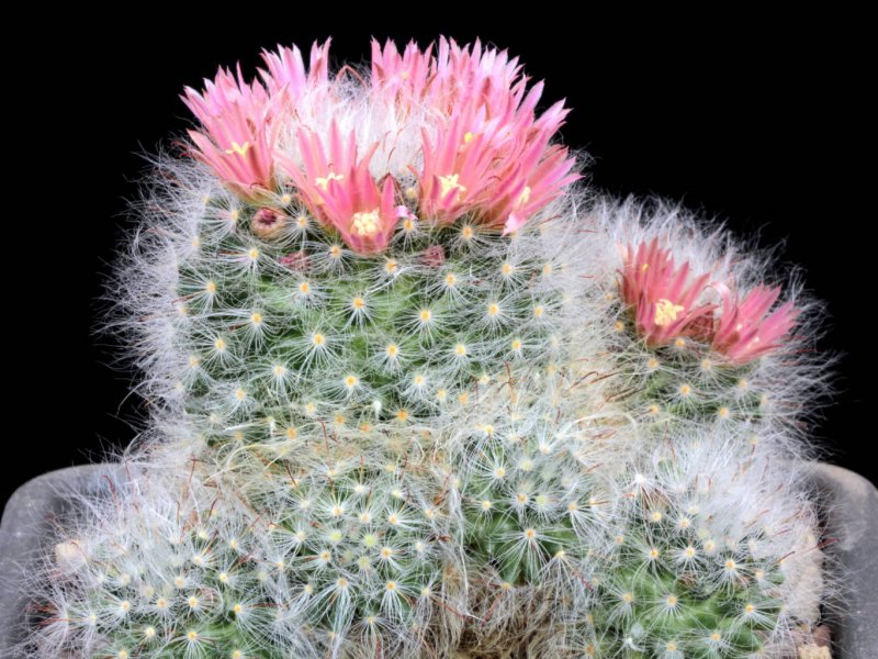 Mammillaria bocasana 