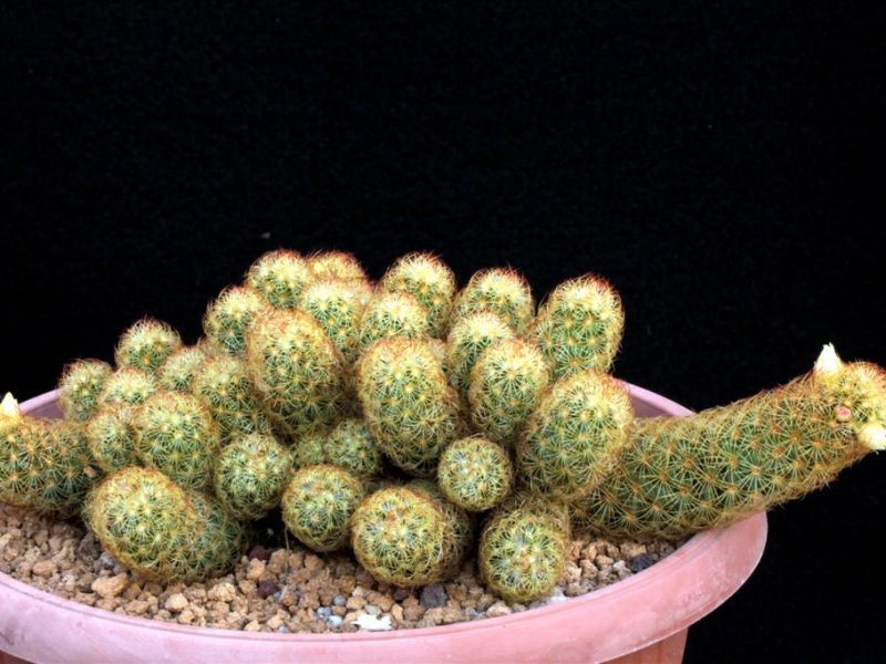 Mammillaria elongata 