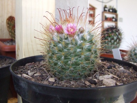 Mammillaria bombycina 